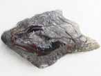 Fossile d'caille ganoide de Poisson Lepidotes maximus du jurassique Boulonnais